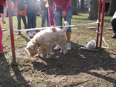 Jestřábi 2010