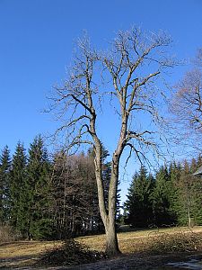 Jestřábi 2010